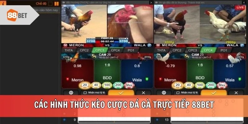 Các hình thức kèo cược đá gà trực tiếp 88BET