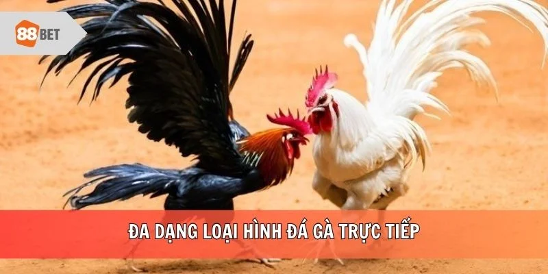 Đa dạng loại hình đá gà trực tiếp