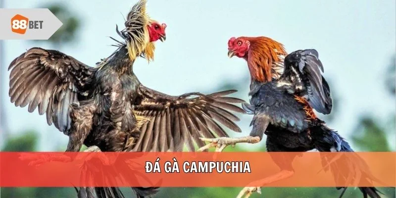Đá gà Campuchia