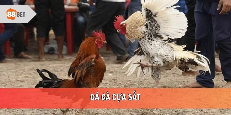 Đá gà cựa sắt