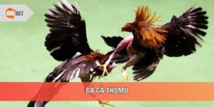 Đá gà thomo