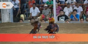 Đá gà trực tiếp