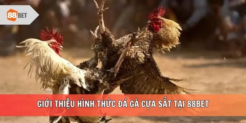 Giới thiệu hình thức đá gà cựa sắt tại 88BET
