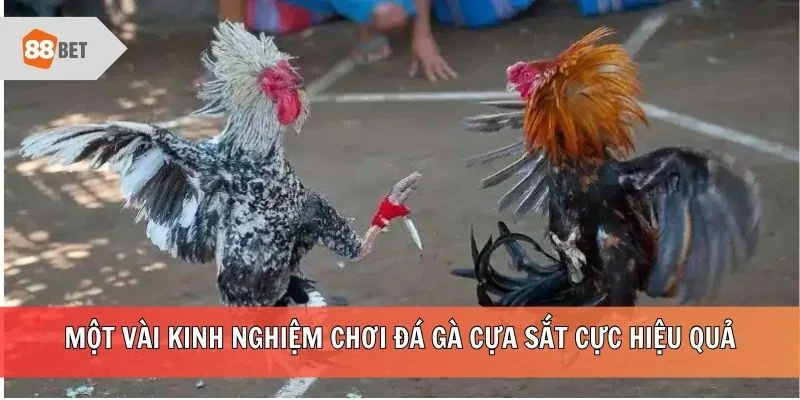 Một vài kinh nghiệm chơi đá gà cựa sắt cực hiệu quả