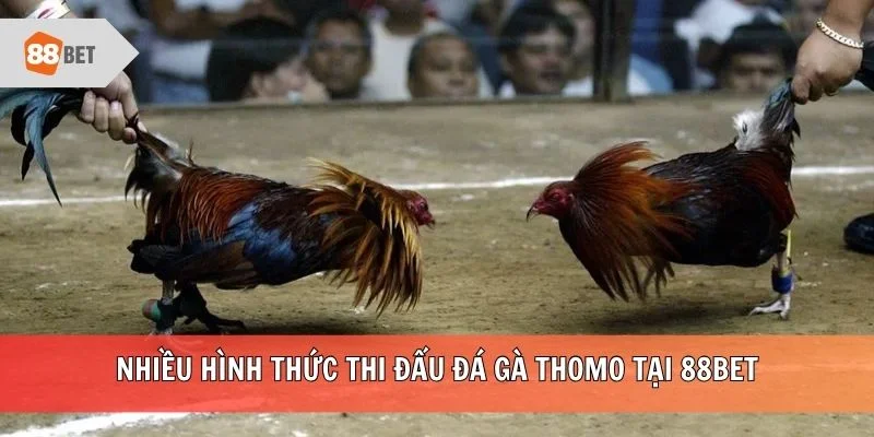 Nhiều hình thức thi đấu đá gà Thomo tại 88BET