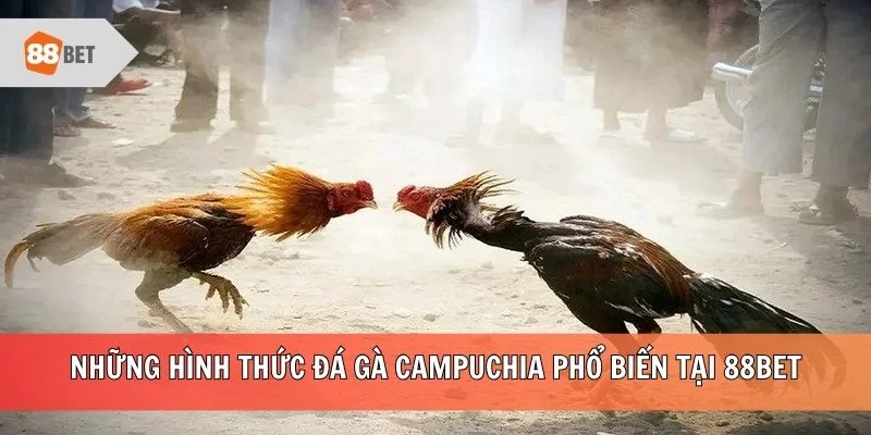Những hình thức đá gà Campuchia phổ biến tại 88BET