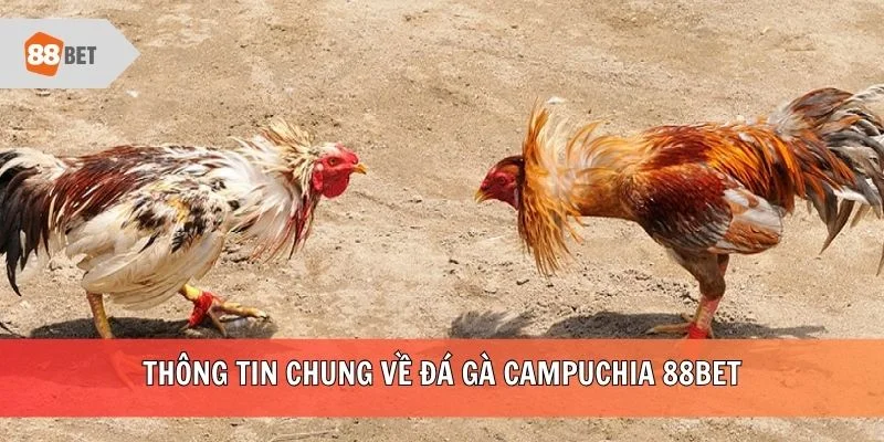 Thông tin chung về đá gà Campuchia 88BET