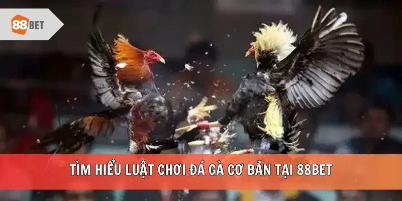 Tìm hiểu luật chơi đá gà cơ bản tại 88BET