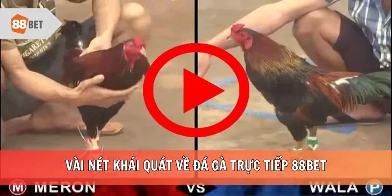 Vài nét khái quát về đá gà trực tiếp 88BET